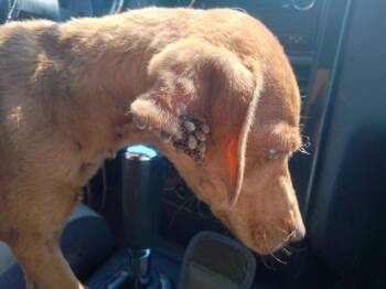 Princess -  Mixed Breed and Retriever Dog for Adoption in Evergreen, Colorado - Princess | PetCurious