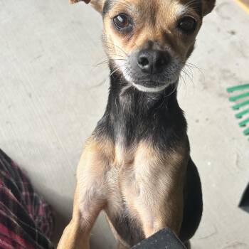 Chihuahua Dogs Available for Adoption in Houston, Texas - Rogue | PetCurious