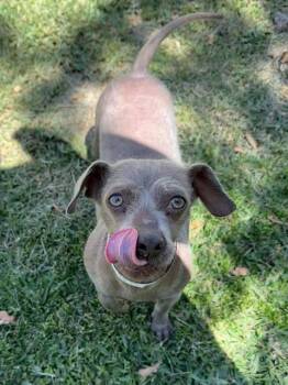 Rescue Dachshund Dogs for Adoption in Las Vegas, Nevada - Precious | PetCurious