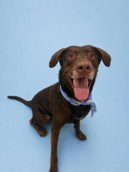 Labrador Retriever Dogs Available for Adoption in Salt Lake City, Utah - Otto Bot | PetCurious