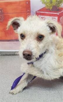 Terrier and Mixed Breed Dogs Available for Adoption in San Bernardino, California - LOUIE | PetCurious