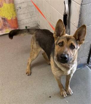 SEVERUS SNAPE -  German Shepherd Dog and Mixed Breed Dog for Adoption in San Bernardino, California - SEVERUS SNAPE | PetCurious