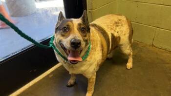 Australian Cattle Dog Blue Heeler and Mixed Breed Dogs Available for Adoption in Tulsa, Oklahoma - BABY | PetCurious