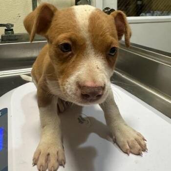 Juniper -  Jack Russell Terrier and Mixed Breed Dog for Adoption in Fort Lauderdale, Florida - Juniper | PetCurious