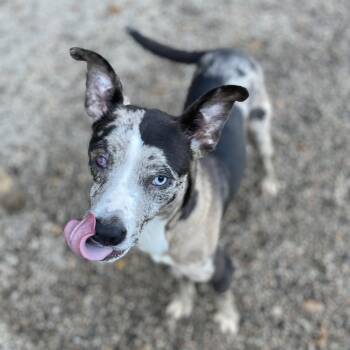 Rescue Catahoula Leopard Dog Dogs for Adoption in Columbia, South Carolina - Bluey | PetCurious