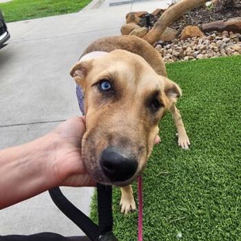 Rescue German Shepherd Dog and Mixed Breed Dogs for Adoption in Humble, Texas - Jobi | PetCurious