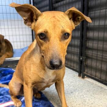 Kiara -  Terrier and Mixed Breed Dog for Adoption in Sunrise, Florida - Kiara | PetCurious