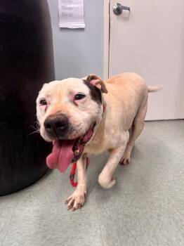 Pit Bull Terrier Dogs Available for Adoption in Danielsville, Georgia - Sphynx | PetCurious