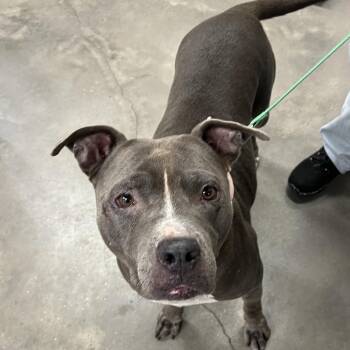 Darla -  Terrier Dog for Adoption in Tampa, Florida - Darla | PetCurious