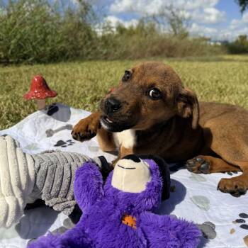 MochaTh -  Mixed Breed Dog for Adoption in Pearland, Texas - MochaTh | PetCurious