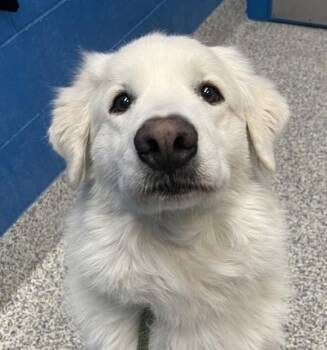 Great Pyrenees and Akbash Dogs Available for Adoption in Golden, Colorado - Zoe | PetCurious