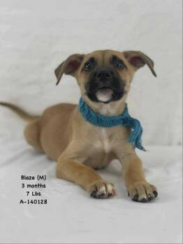 Rescue Shepherd Dogs for Adoption in Holbrook, New York - BLAZE | PetCurious