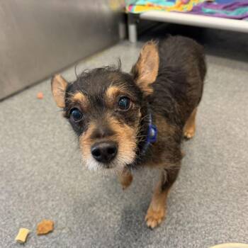 Nathan Fielder -  Mixed Breed Dog for Adoption - Nathan Fielder | PetCurious