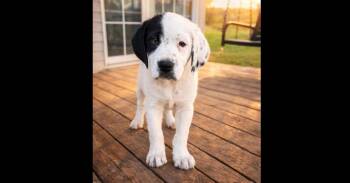 German Shorthaired Pointer and Great Pyrenees Dogs Available for Adoption - Charlotte