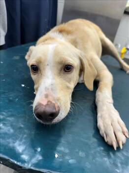 Rescue Labrador Retriever and Mixed Breed Dogs for Adoption in Mobile, Alabama - CREAM | PetCurious