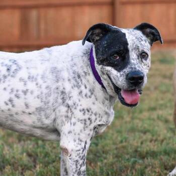 American Staffordshire Terrier Dogs Available for Adoption - McDaddy JuM | PetCurious