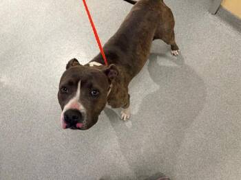 Pit Bull Terrier Dogs Available for Adoption in Tustin, California - MADISON | PetCurious