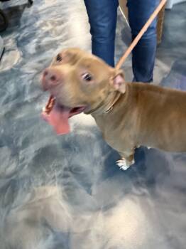 Rescue Mixed Breed Dogs for Adoption in Pontiac, Michigan - Ezziebela | PetCurious