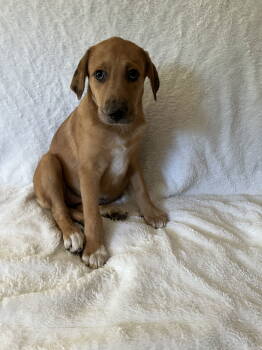 Rescue German Shepherd Dog Dogs for Adoption in Nashville, Tennessee - Ms.Bazi | PetCurious