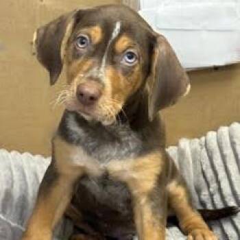 Dorito -  Mixed Breed Dog for Adoption in Green Valley, Arizona - Dorito | PetCurious