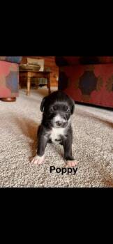 Poppy -  Goldendoodle Dog for Adoption in Marietta, Georgia - Poppy | PetCurious