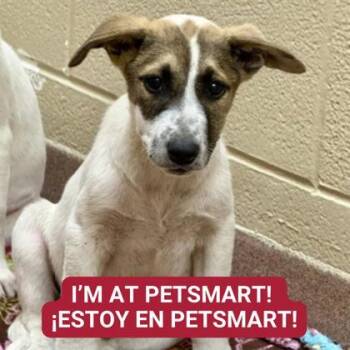 Rescue Mixed Breed Dogs for Adoption in Carrollton, Texas - Radio | PetCurious