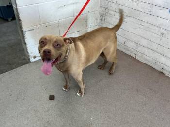 MAGNOLIA -  Pit Bull Terrier Dog for Adoption in San Bernardino, California - MAGNOLIA | PetCurious
