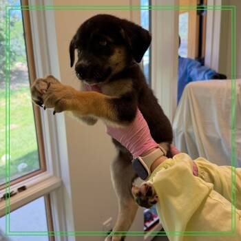 Full English Breakfast -  Mixed Breed Dog for Adoption in Austin, Texas - Full English Breakfast | PetCurious