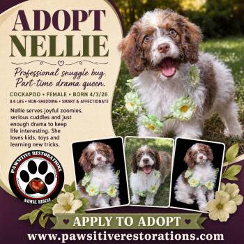 NELLIE -  Cockapoo Dog for Adoption in Foxfield, Colorado - NELLIE | PetCurious