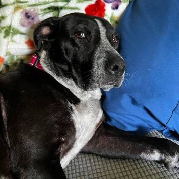 Rescue Black Labrador Retriever Dogs for Adoption in Enterprise, Alabama - Sasha | PetCurious