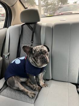 Rescue French Bulldog and Mixed Breed Dogs for Adoption in Sunrise, Florida - Thanos | PetCurious