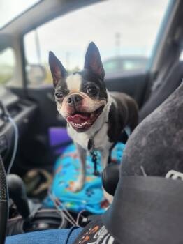 Rescue Boston Terrier Dogs for Adoption in East Peoria, Illinois - Missy | PetCurious