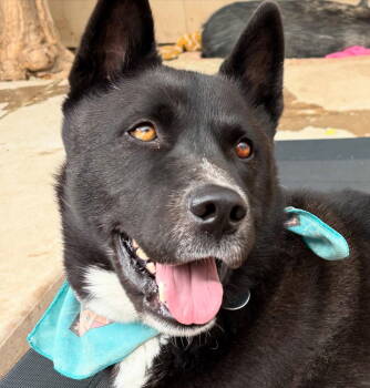 Rescue Akita and Husky Dogs for Adoption in Tucson, Arizona - COURTESY POST Simon | PetCurious