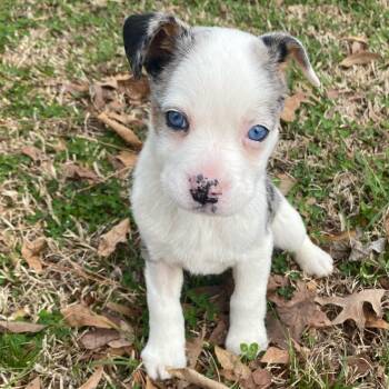 Australian Shepherd Dogs Available for Adoption - Xena | PetCurious