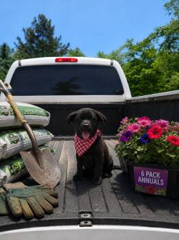 Black Labrador Retriever Dogs Available for Adoption in Mount Laurel Township, New Jersey - Black Lab Mix Pup Male | PetCurious