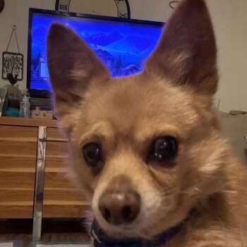 Vito -  Chihuahua and Pomeranian Dog for Adoption in Phoenix, Arizona - Vito | PetCurious