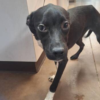 Dally -  Great Dane and Mixed Breed Dog for Adoption in Flagstaff, Arizona - Dally | PetCurious