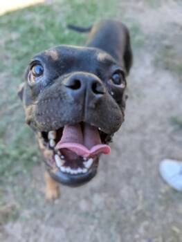 Eddie -  French Bulldog Dog for Adoption in Roseville, California - Eddie | PetCurious