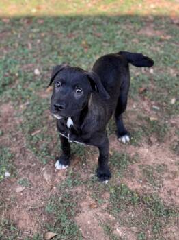 Rescue Labrador Retriever Dogs for Adoption - Danielle | PetCurious