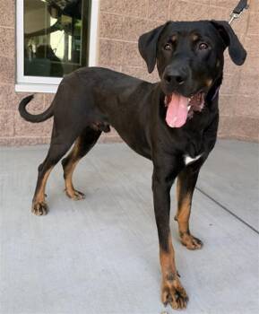Doberman Pinscher and Rottweiler Dogs Available for Adoption in Las Vegas, Nevada - DEUCE | PetCurious