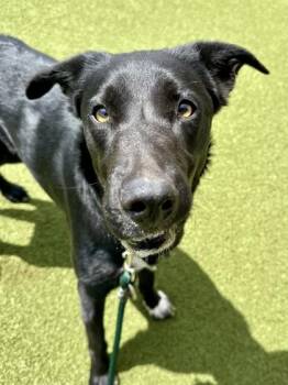 Mixed Breed Dogs Available for Adoption in Wichita, Kansas - Scout | PetCurious