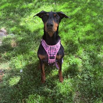 Doberman Pinscher Dogs Available for Adoption in Fairfax Station, Virginia - Penny | PetCurious