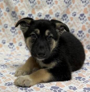 Yuri -  German Shepherd Dog Dog for Adoption in Mount Carroll, Illinois - Yuri | PetCurious