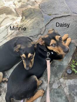Doberman Pinscher and German Shepherd Dog Dogs Available for Adoption - Minnie | PetCurious