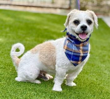 Rescue Lhasa Apso and Shih Tzu Dogs for Adoption in Hondo, Texas - Odie - Handsome Tan And White Boy | PetCurious
