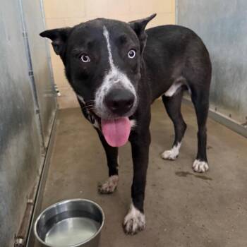 Howard -  Shepherd and Mixed Breed Dog for Adoption in Edinburg, Texas - Howard | PetCurious