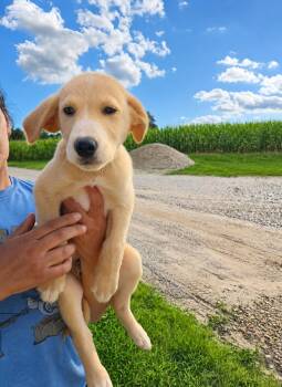 Truck -  Labrador Retriever Dog for Adoption in Medfield, Massachusetts - Truck | PetCurious