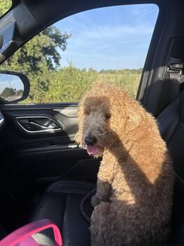 Flash -  Golden Retriever and Poodle Dog for Adoption in Mckinney, Texas - Flash | PetCurious