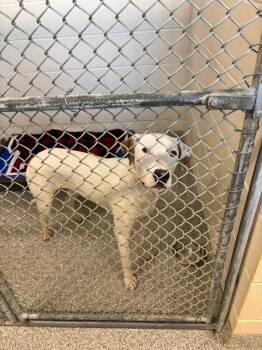 Whitey -  Pit Bull Terrier and Mixed Breed Dog for Adoption in Georgetown, Ohio - Whitey | PetCurious