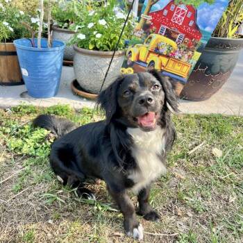 Rescue Pomeranian and Mixed Breed Dogs for Adoption in Lakewood Ranch, Florida - Axle | PetCurious